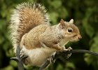 1  Got my eye on you  - a grey squirrel.jpeg